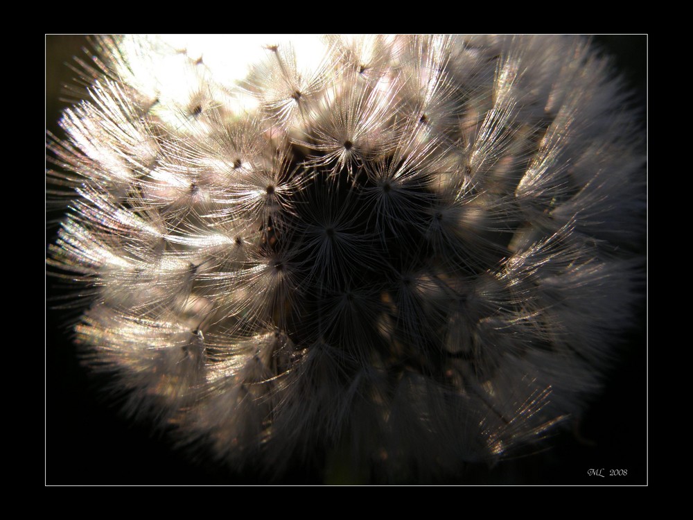 Pusteblume II