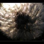 Pusteblume II