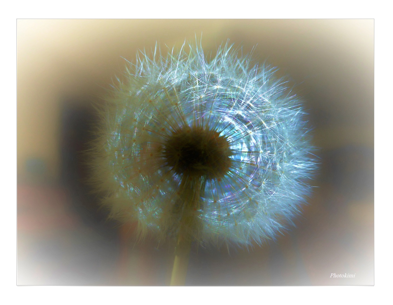 Pusteblume (II)