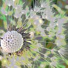 Pusteblume II