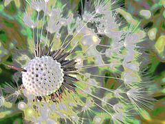 Pusteblume II