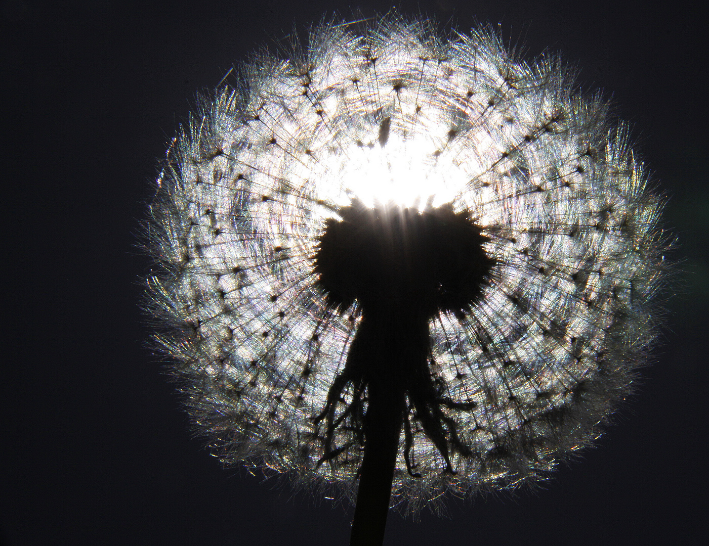 Pusteblume II