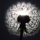 Pusteblume II