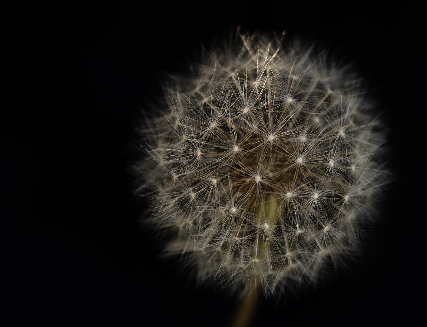 Pusteblume II