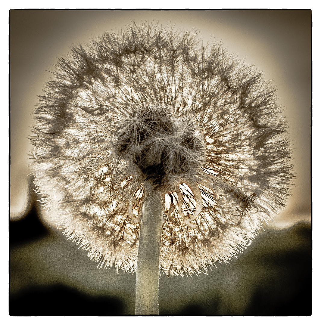 Pusteblume II