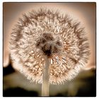 Pusteblume II