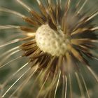 ...pusteblume II ...