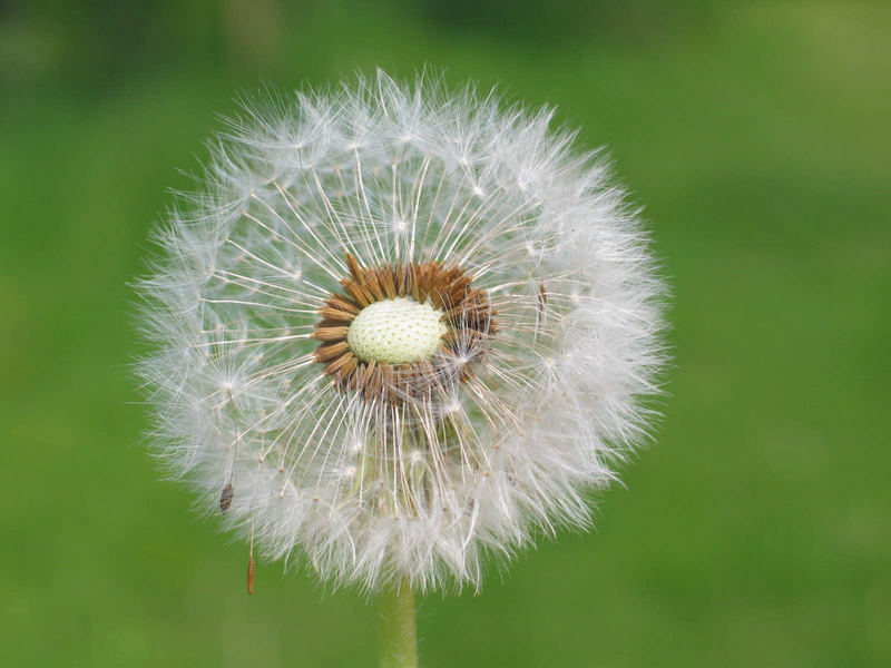 Pusteblume II