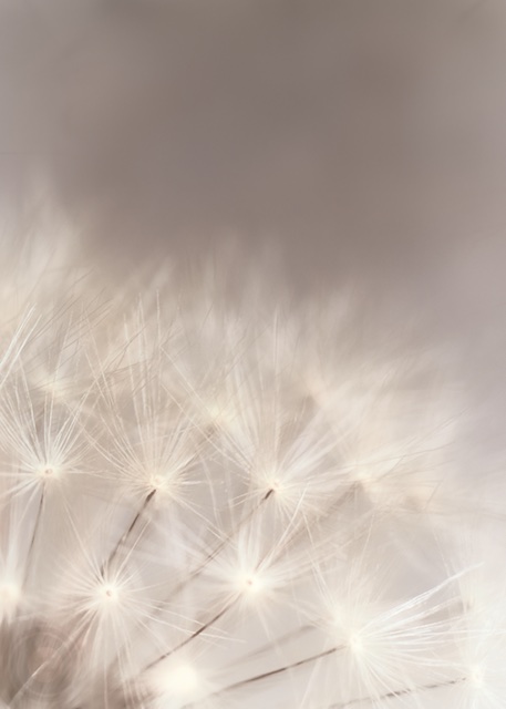 Pusteblume II