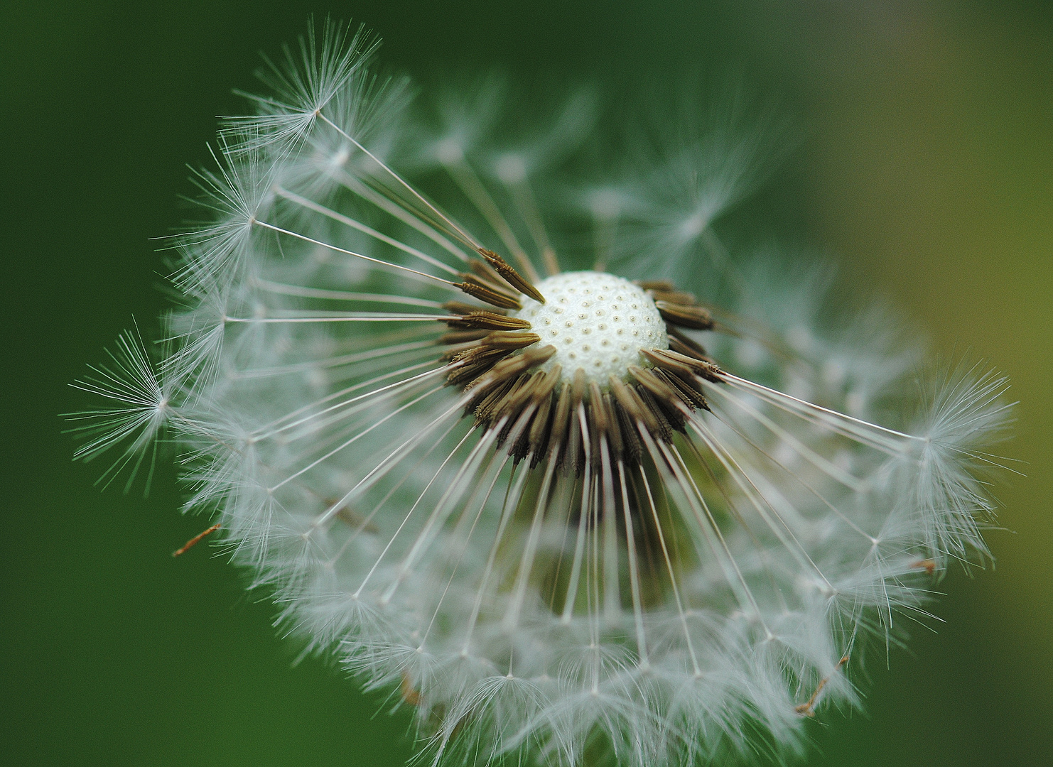 Pusteblume II