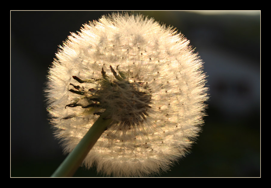 Pusteblume II