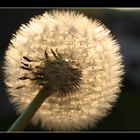 Pusteblume II