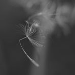 Pusteblume II