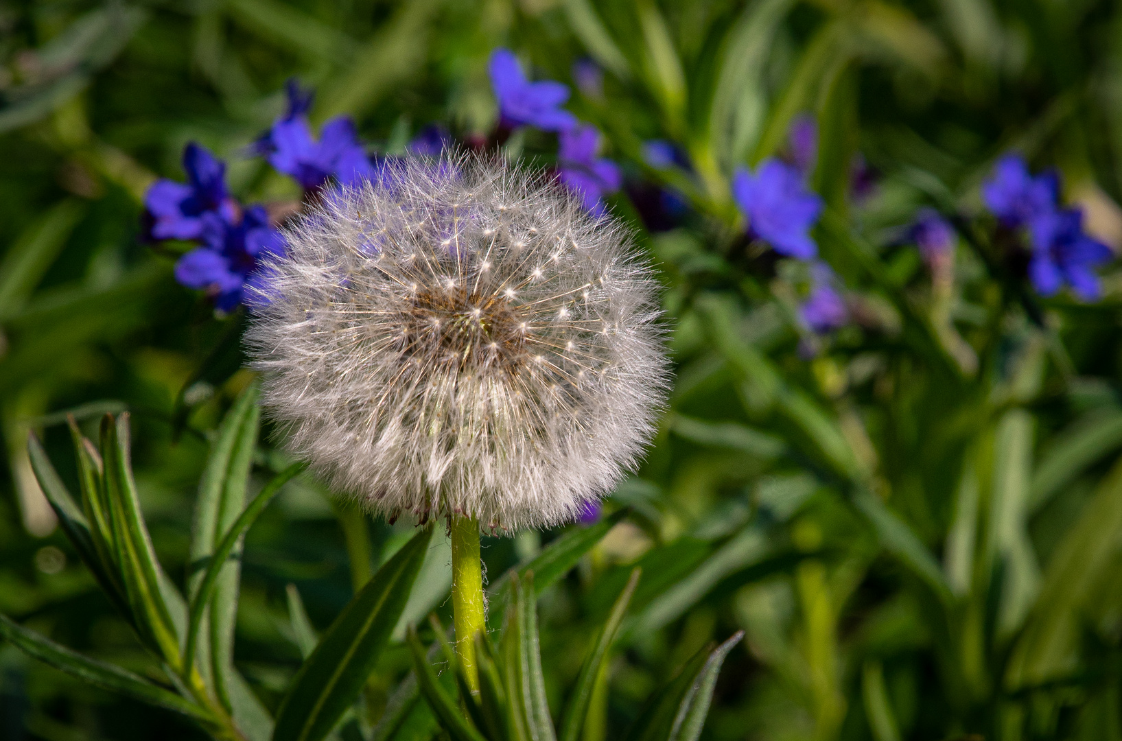 Pusteblume II