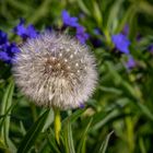 Pusteblume II