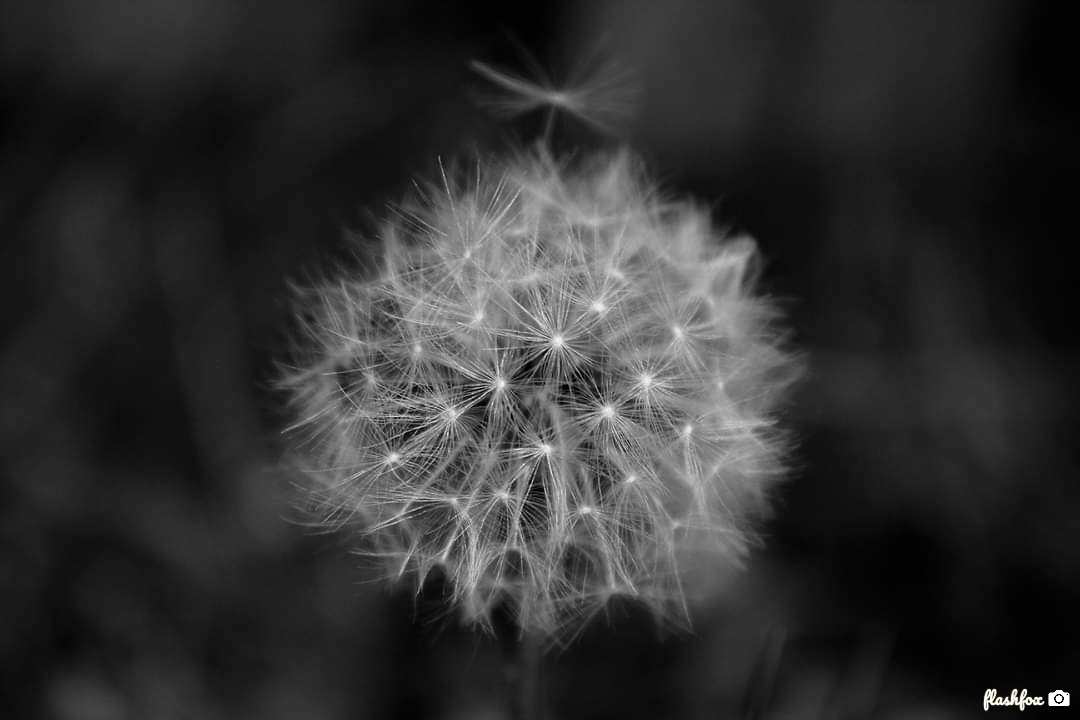 Pusteblume II