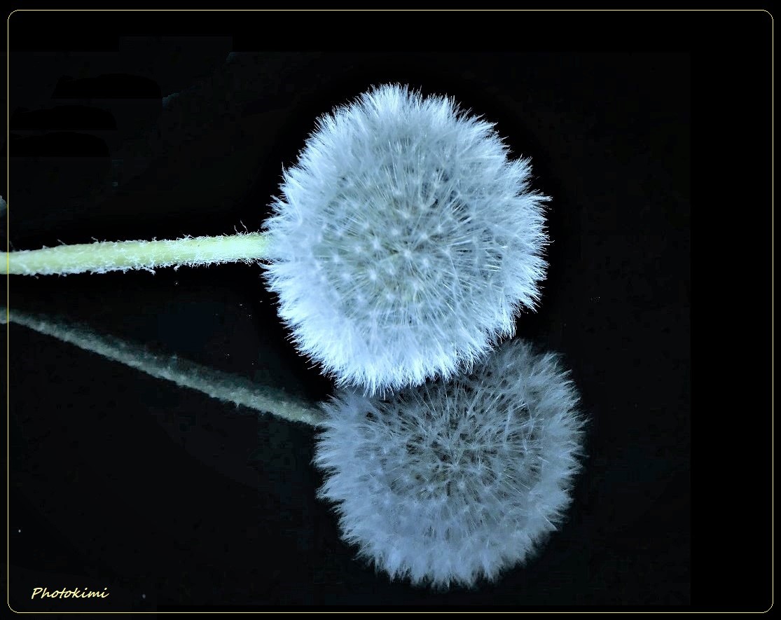 Pusteblume (II)