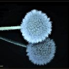 Pusteblume (II)