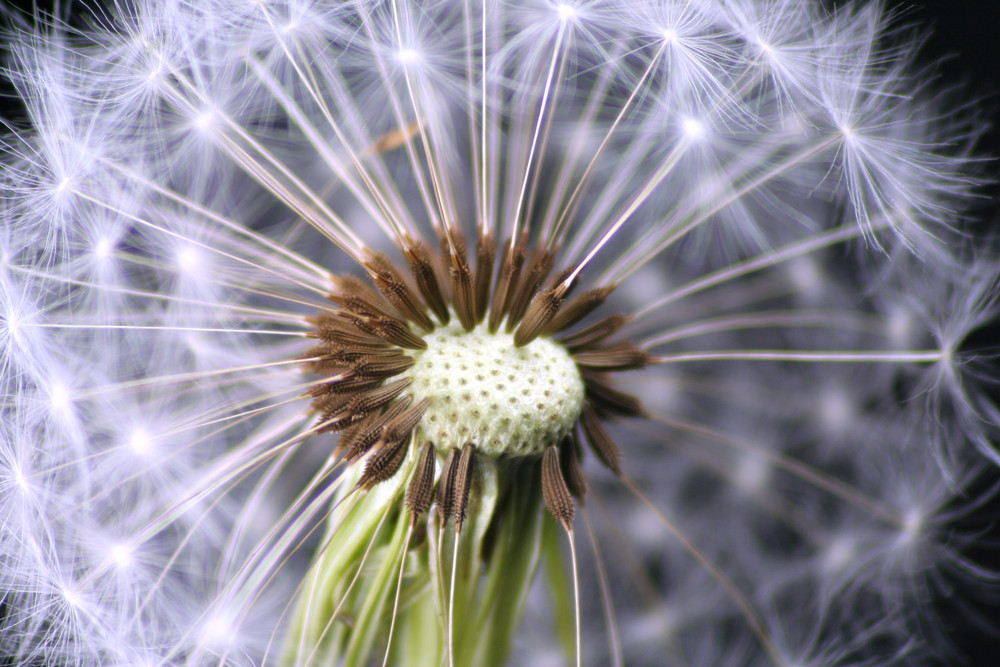 Pusteblume II