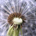 Pusteblume II