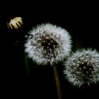 Pusteblume II