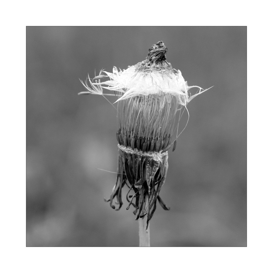 Pusteblume III