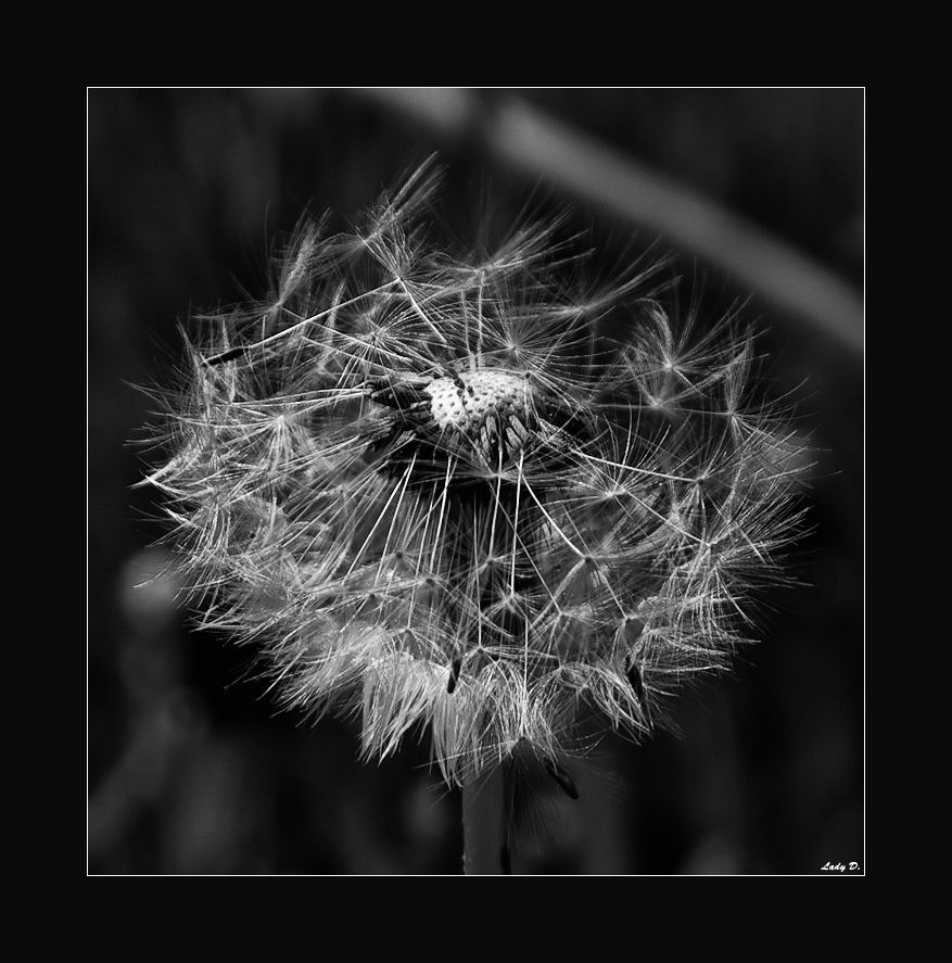 Pusteblume... III