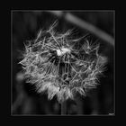 Pusteblume... III