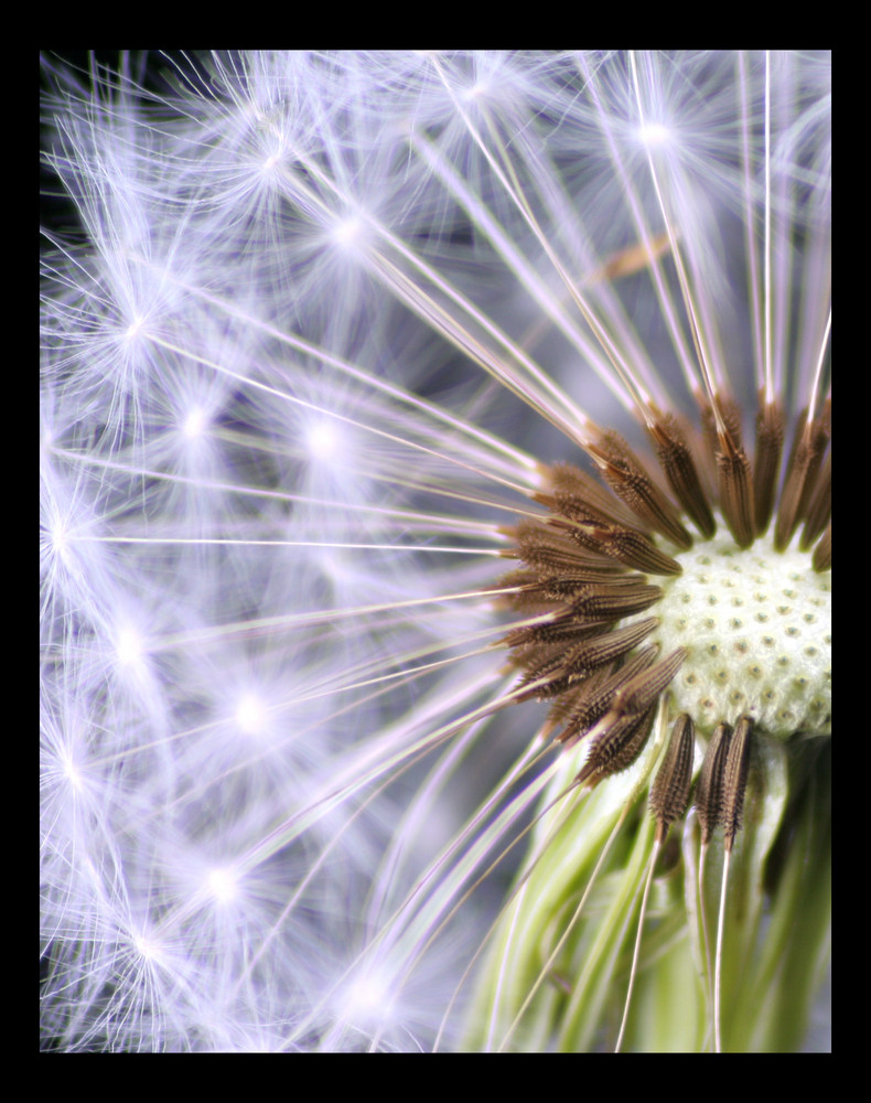 Pusteblume III