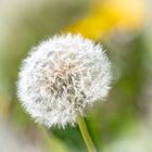 Pusteblume III