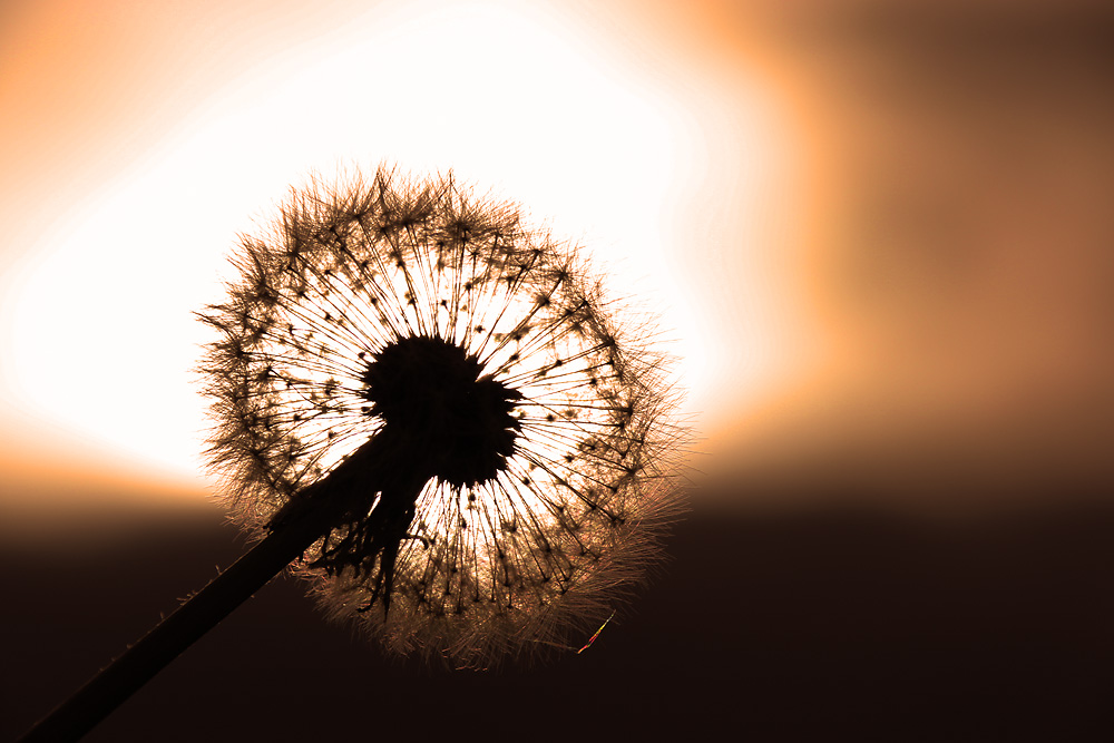 Pusteblume im abendlichen Gegenlicht