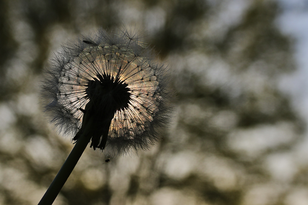 Pusteblume im abendlichen Gegenlicht