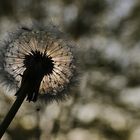 Pusteblume im abendlichen Gegenlicht