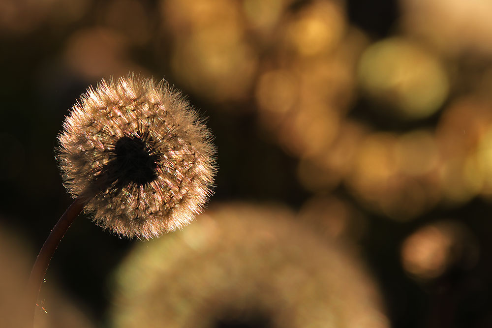 Pusteblume im abendlichen Gegenlicht