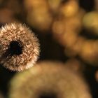 Pusteblume im abendlichen Gegenlicht