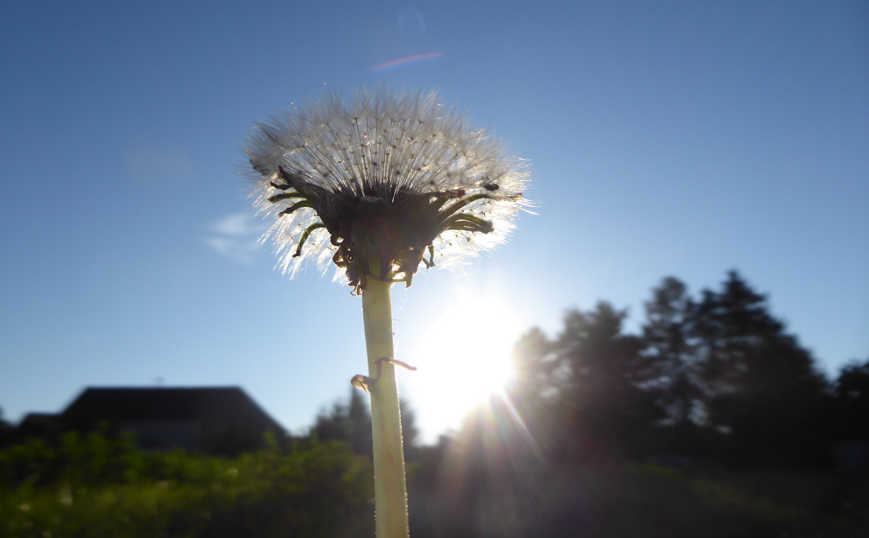 Pusteblume im Abendlicht