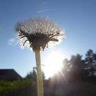 Pusteblume im Abendlicht