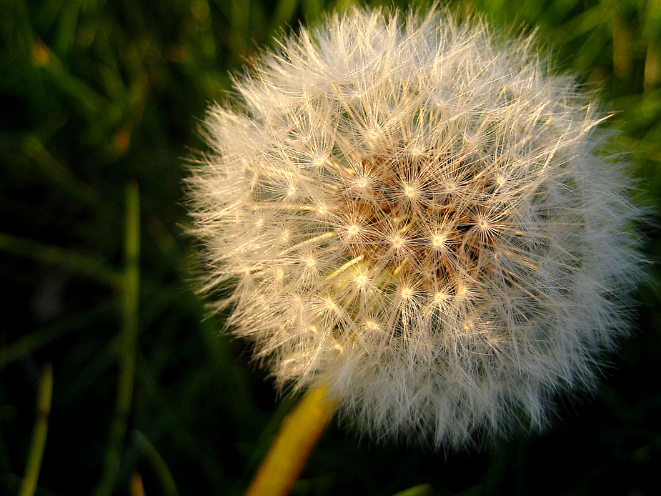 Pusteblume im Abendlicht