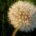 Pusteblume im Abendlicht