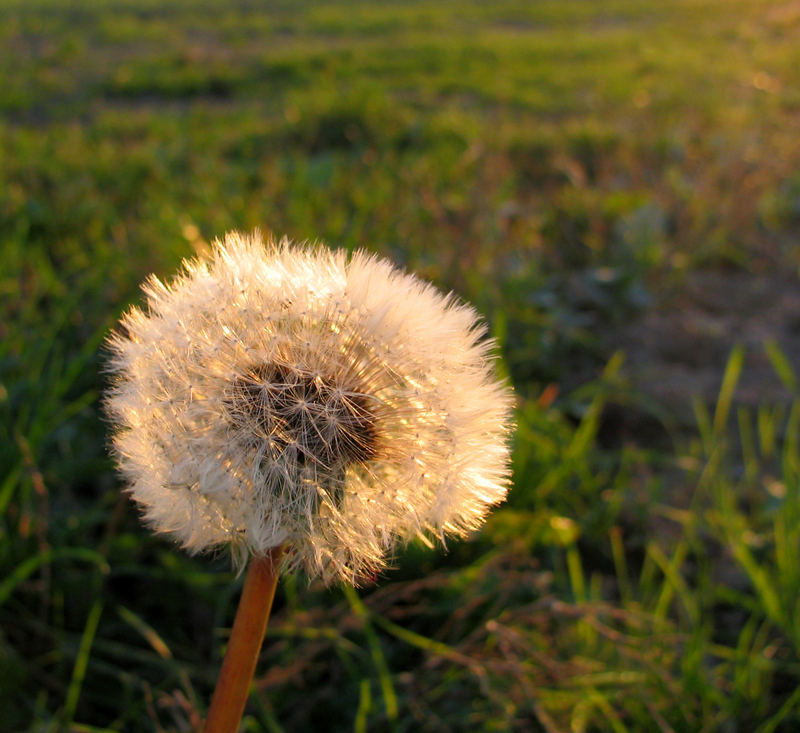 Pusteblume im Abendlicht