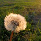 Pusteblume im Abendlicht