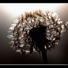 Pusteblume im Abendlicht