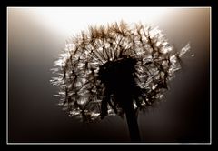 Pusteblume im Abendlicht