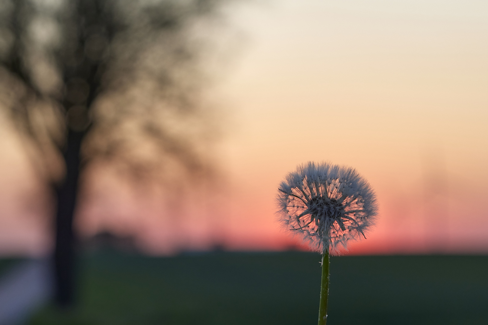 Pusteblume im Abendlicht