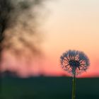 Pusteblume im Abendlicht