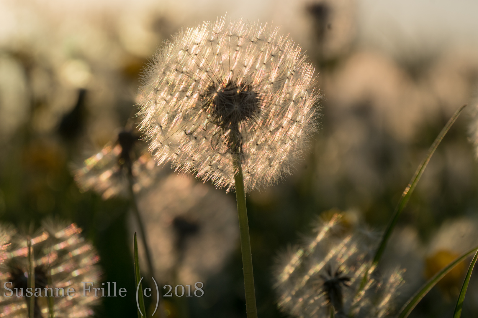 Pusteblume im Abendlicht