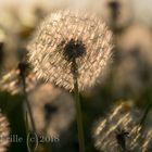 Pusteblume im Abendlicht