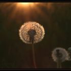 Pusteblume im Abendlicht