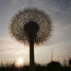 Pusteblume im Abendlicht