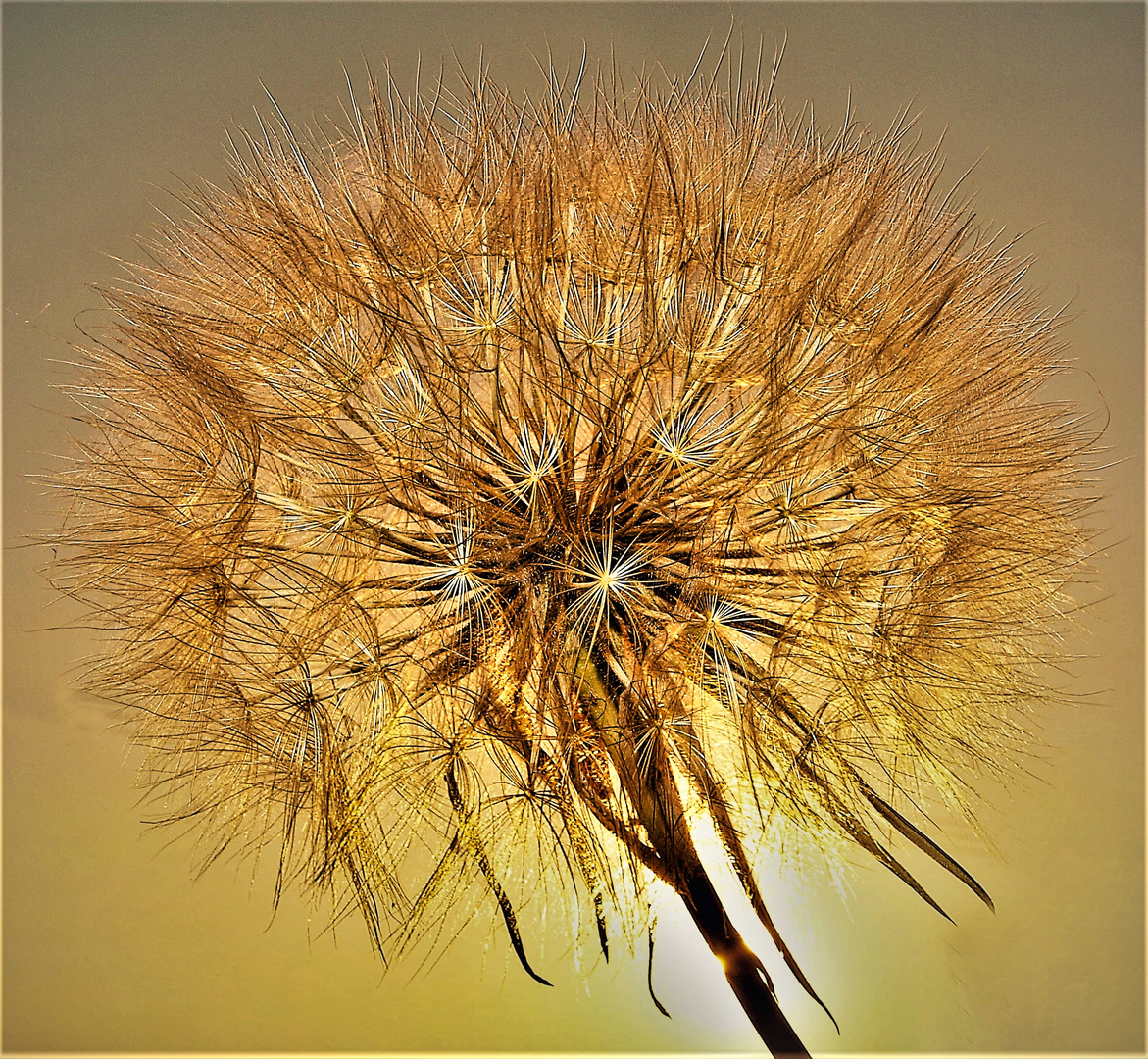 Pusteblume im Abendlicht